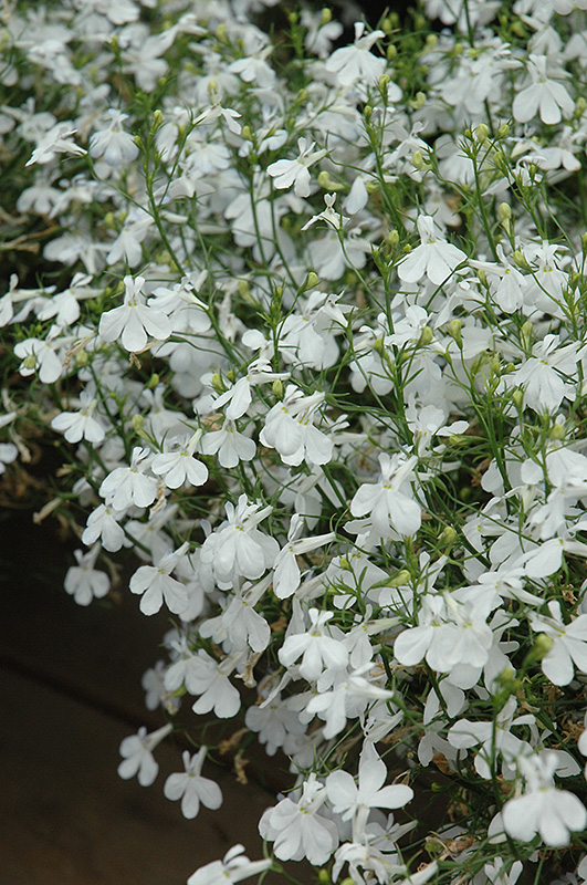 Techno White Lobelia (Lobelia erinus 'Techno White') at Longfellow's Greenhouses