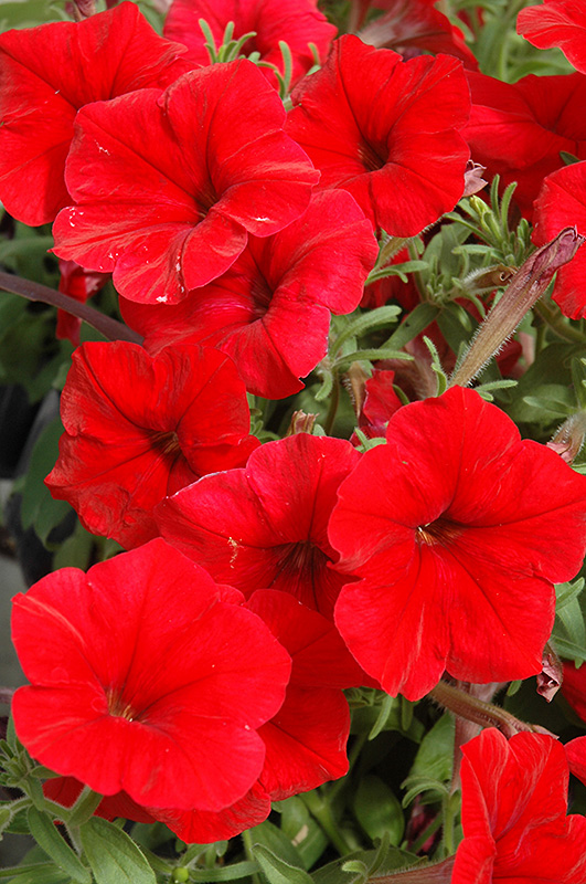 Madness Red Petunia (Petunia 'Madness Red') at Longfellow's Greenhouses