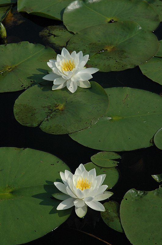 Fragrant Water Lily (Nymphaea odorata) at Longfellow's Greenhouses