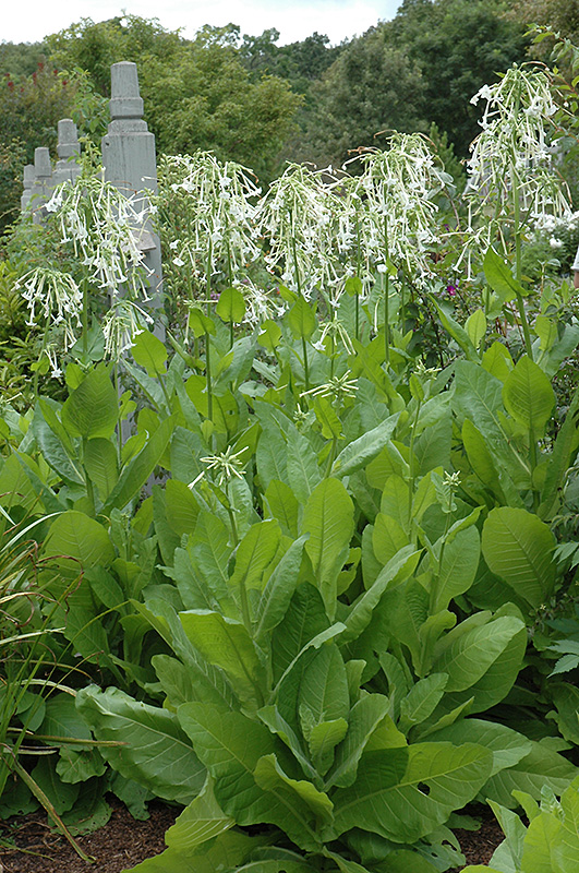 Woodland Tobacco (Nicotiana sylvestris) at Longfellow's Greenhouses