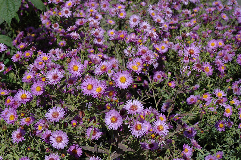 Woods Purple Aster (Aster 'Woods Purple') at Longfellow's Greenhouses
