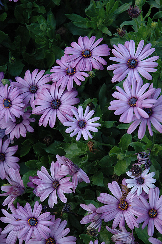 Akila Lavender Shades African Daisy (Osteospermum ecklonis 'Akila Lavender Shades') at Longfellow's Greenhouses