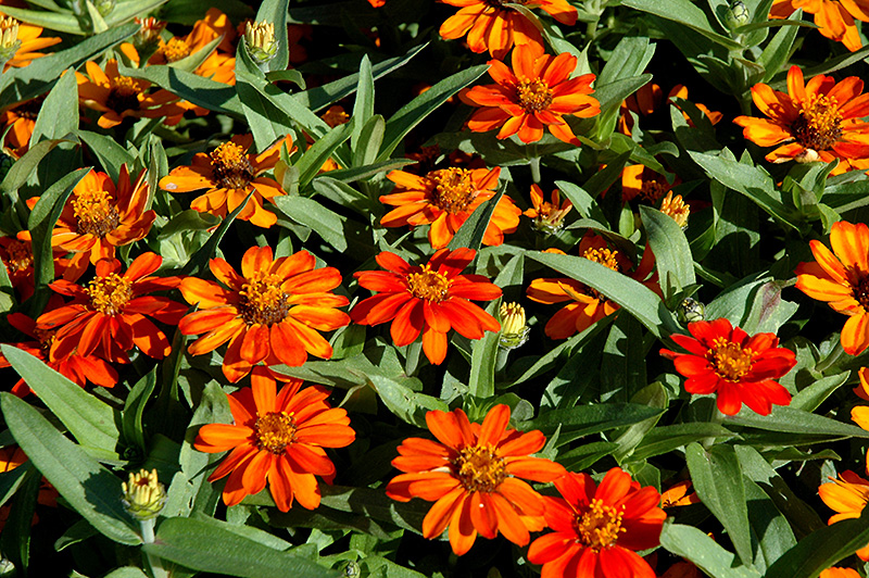 Profusion Orange Zinnia (Zinnia 'Profusion Orange') at Longfellow's Greenhouses