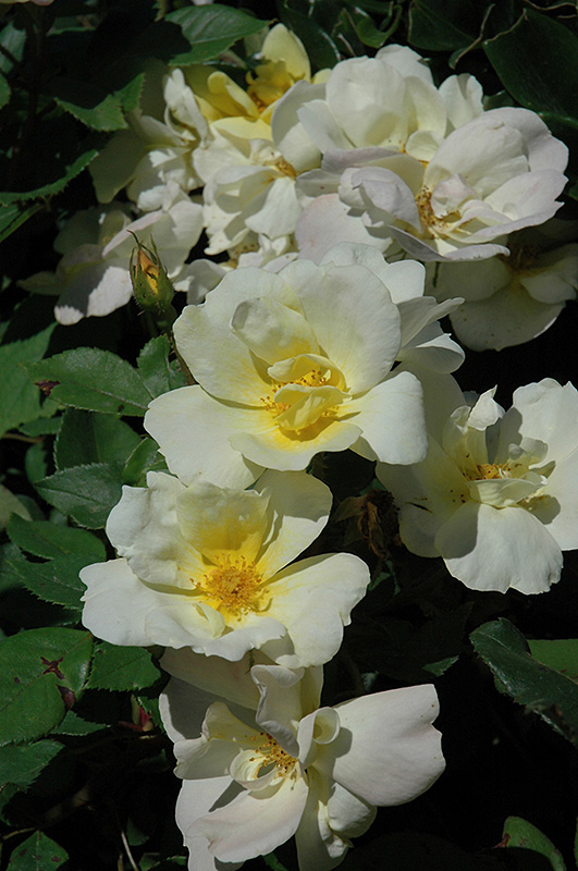 Sunny Knock Out Rose (Rosa 'Radsunny') at Longfellow's Greenhouses