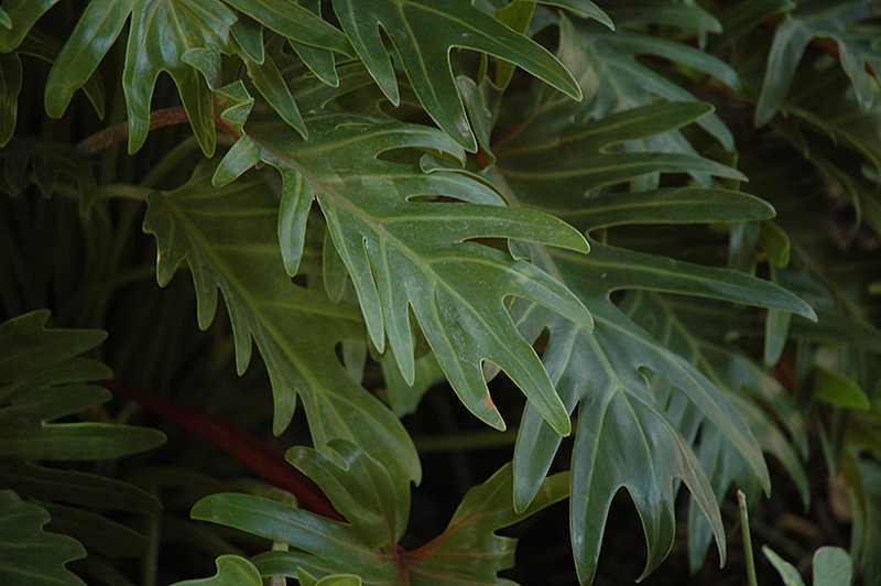 Xanadu Philodendron (Philodendron 'Winterbourn') at Longfellow's Greenhouses
