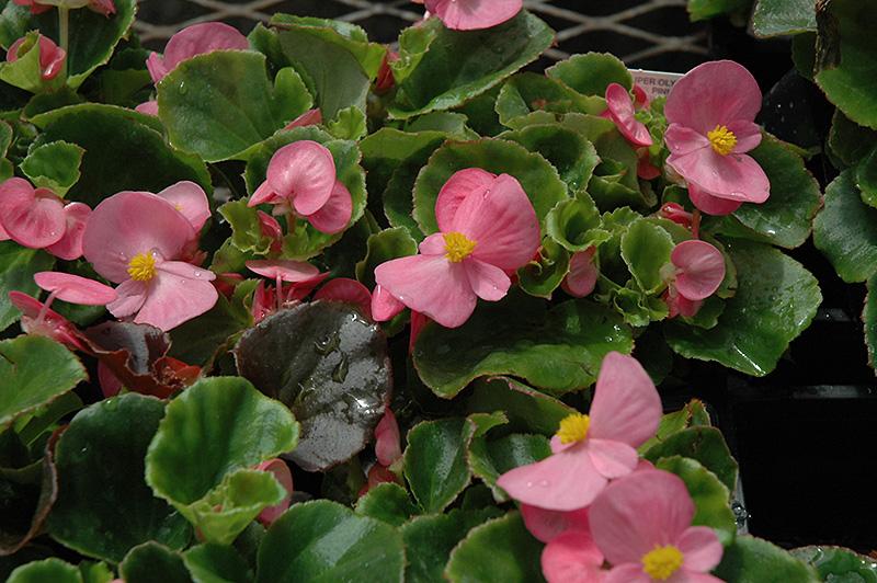 Super Olympia Pink Begonia (Begonia 'Super Olympia Pink') at Longfellow's Greenhouses