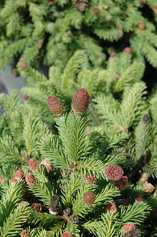 Pusch Spruce (Picea abies 'Pusch') at Longfellow's Greenhouses