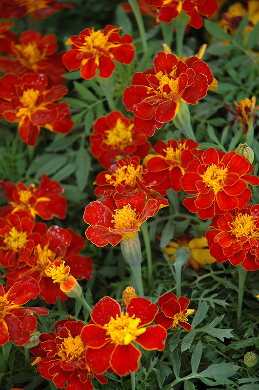 Safari Red Marigold (Tagetes patula 'Safari Red') at Longfellow's Greenhouses