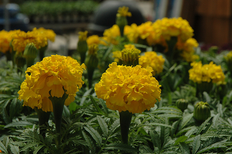 Safari Yellow Marigold (Tagetes patula 'Safari Yellow') at Longfellow's Greenhouses