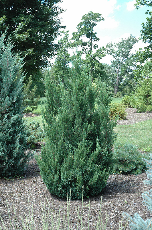 Blue Point Juniper (Juniperus chinensis 'Blue Point') at Longfellow's Greenhouses