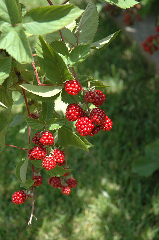 Heritage Raspberry (Rubus 'Heritage') at Longfellow's Greenhouses