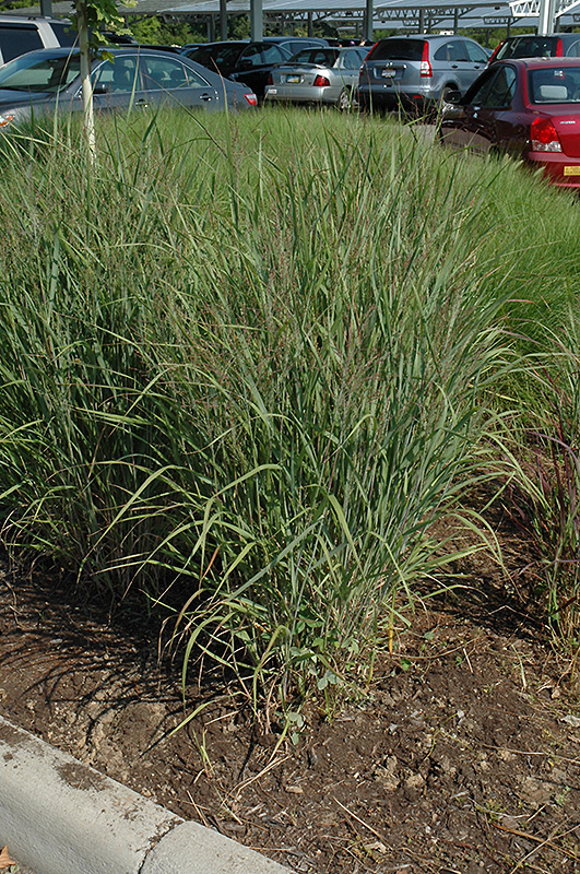 Ruby Ribbons Switch Grass (Panicum virgatum 'Ruby Ribbons') at Longfellow's Greenhouses
