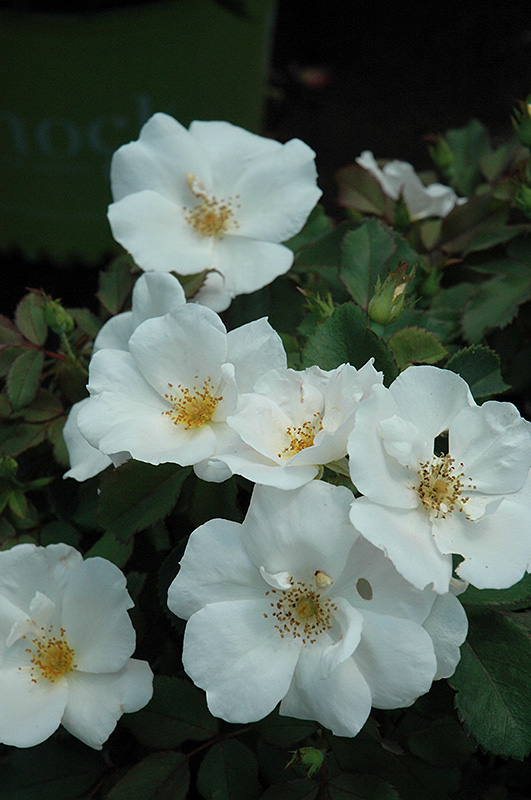 White Knock Out Rose (Rosa 'Radwhite') at Longfellow's Greenhouses