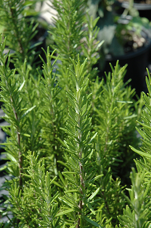 Barbeque Rosemary (Rosmarinus officinalis 'Barbeque') at Longfellow's Greenhouses