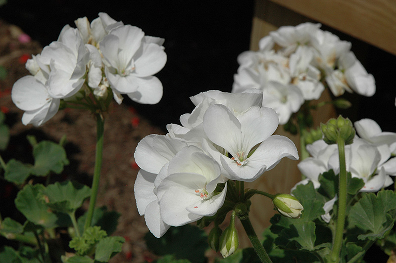 Survivor White Geranium (Pelargonium 'Survivor White') at Longfellow's Greenhouses