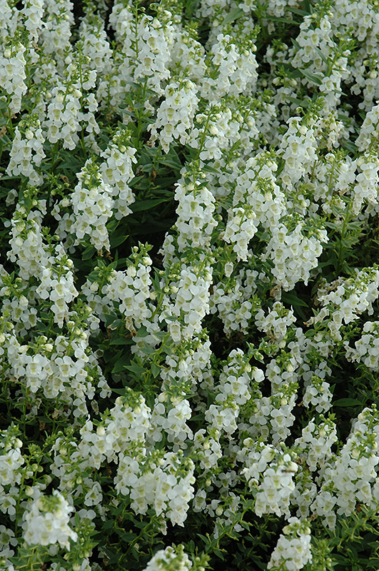 Serena White Angelonia (Angelonia angustifolia 'PAS1209522') at Longfellow's Greenhouses