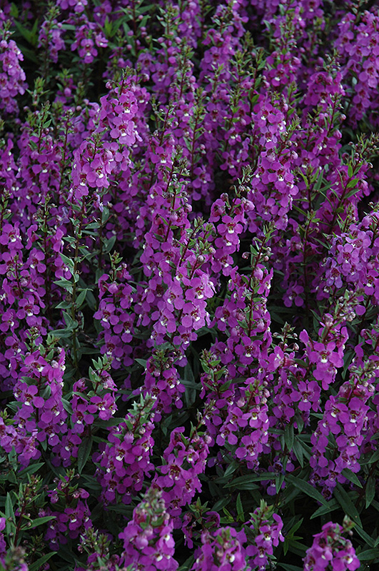 Serena Purple Angelonia (Angelonia angustifolia 'PAS1180781') at Longfellow's Greenhouses