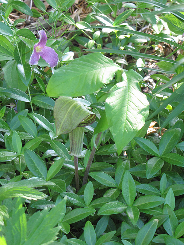 Hybrid Jack-In-The-Pulpit (Arisaema x triphyllum) at Longfellow's Greenhouses