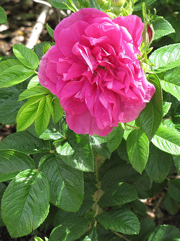 Hansa Rose (Rosa 'Hansa') at Longfellow's Greenhouses