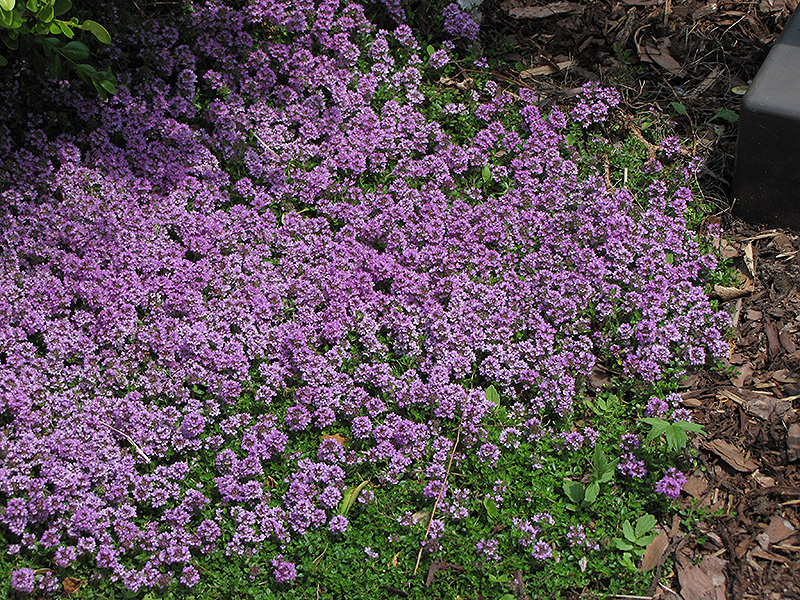Purple Carpet Creeping Thyme (Thymus praecox 'Purple Carpet') at Longfellow's Greenhouses