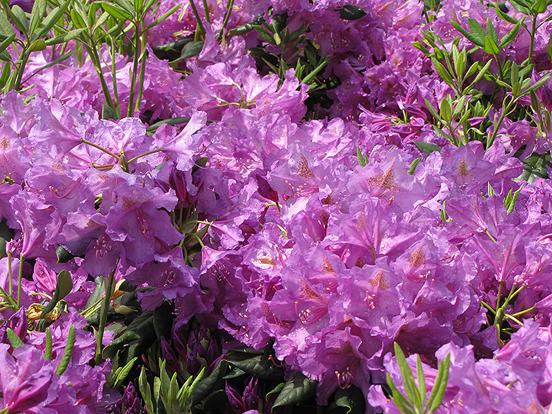 Lee's Dark Purple Rhododendron (Rhododendron catawbiense 'Lee's Dark Purple') at Longfellow's Greenhouses