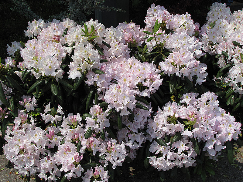 White Catawba Rhododendron (Rhododendron catawbiense 'Album') at Longfellow's Greenhouses
