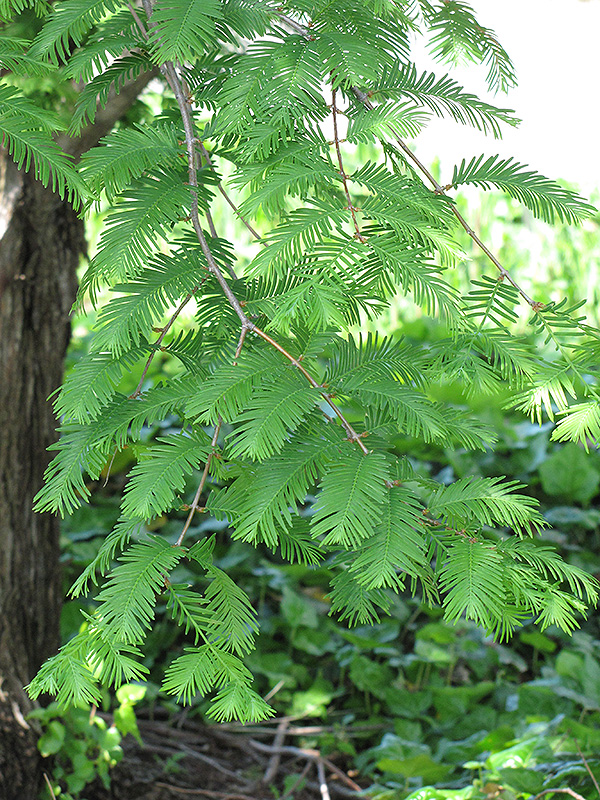 Dawn Redwood (Metasequoia glyptostroboides) at Longfellow's Greenhouses