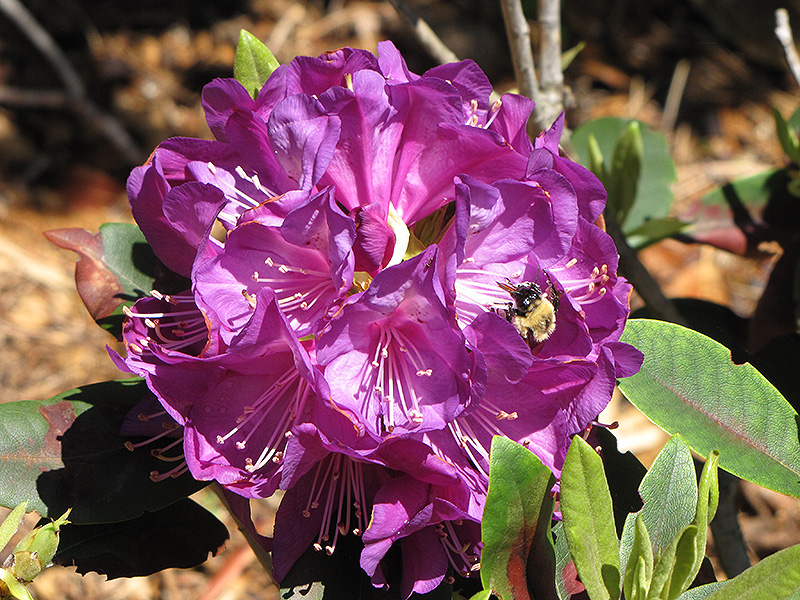 Purple Passion Rhododendron (Rhododendron 'Purple Passion') at Longfellow's Greenhouses