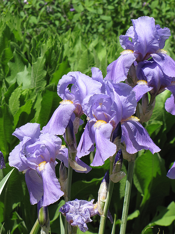 Golden Variegated Sweet Iris (Iris pallida 'Aureovariegata') at Longfellow's Greenhouses
