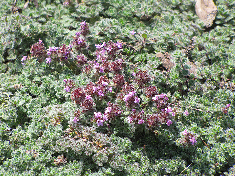 Wooly Thyme (Thymus pseudolanuginosis) at Longfellow's Greenhouses