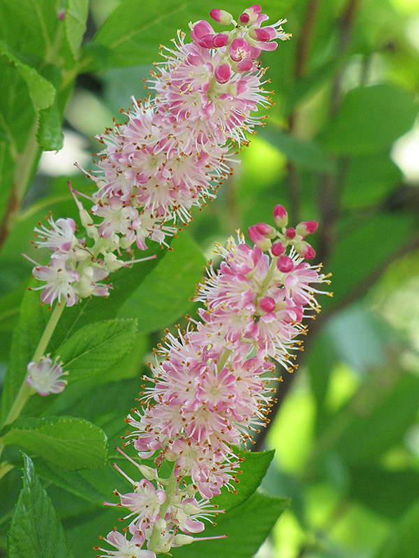 Ruby Spice Summersweet (Clethra alnifolia 'Ruby Spice') at Longfellow's Greenhouses