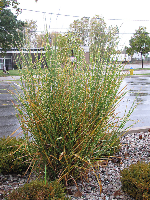 Porcupine Grass (Miscanthus sinensis 'Strictus') at Longfellow's Greenhouses