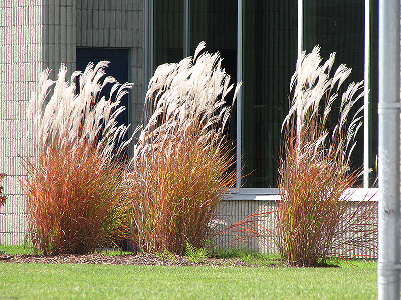 Flame Grass (Miscanthus sinensis 'Purpurascens') at Longfellow's Greenhouses