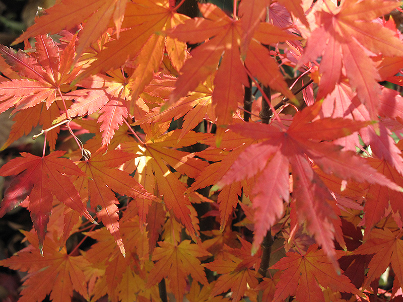 Orange Dream Japanese Maple (Acer palmatum 'Orange Dream') at Longfellow's Greenhouses