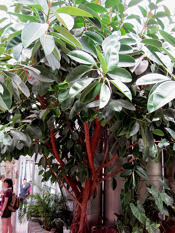 Rubber Tree (Ficus elastica) at Longfellow's Greenhouses