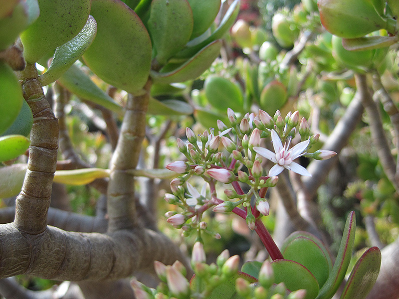 Jade Plant (Crassula ovata) at Longfellow's Greenhouses