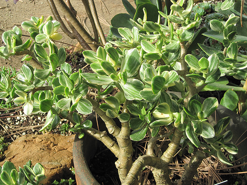 Variegated Jade Plant (Crassula ovata 'Variegata') at Longfellow's Greenhouses