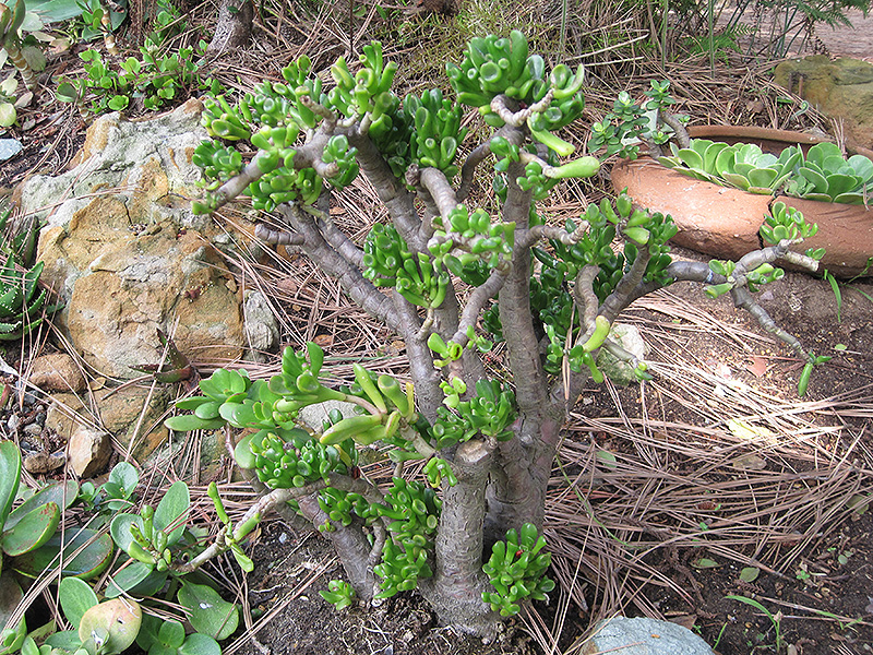 Gollum Jade Plant (Crassula ovata 'Gollum') at Longfellow's Greenhouses