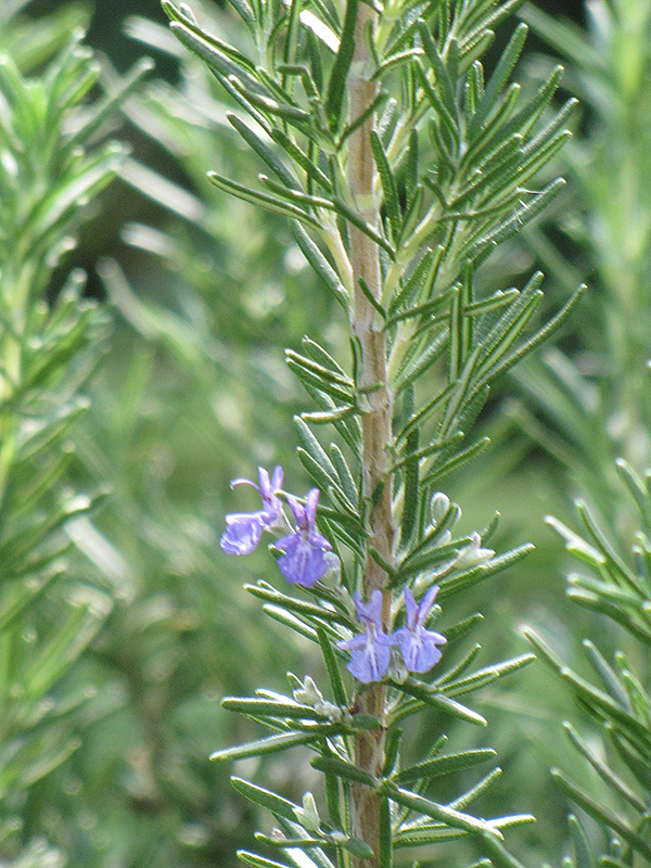 Tuscan Blue Rosemary (Rosmarinus officinalis 'Tuscan Blue') at Longfellow's Greenhouses