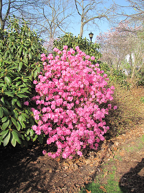 Landmark Rhododendron (Rhododendron 'Landmark') at Longfellow's Greenhouses