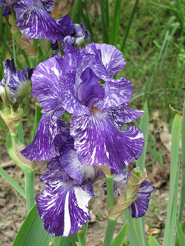 Batik Iris (Iris 'Batik') at Longfellow's Greenhouses