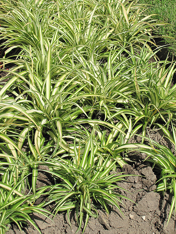 Variegated Spider Plant (Chlorophytum comosum 'Variegatum') at Longfellow's Greenhouses