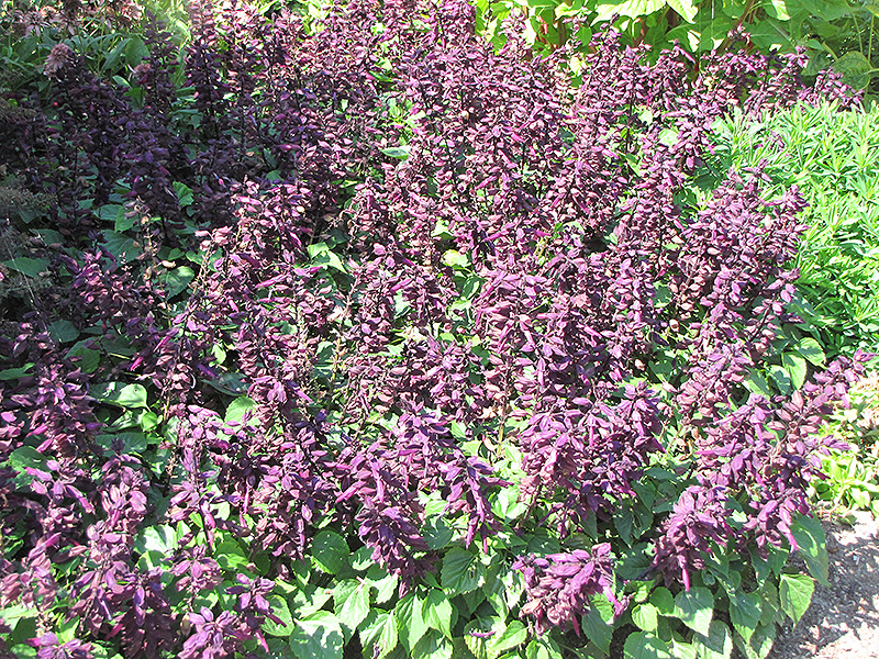 Vista Purple Sage (Salvia splendens 'PAS3292') at Longfellow's Greenhouses