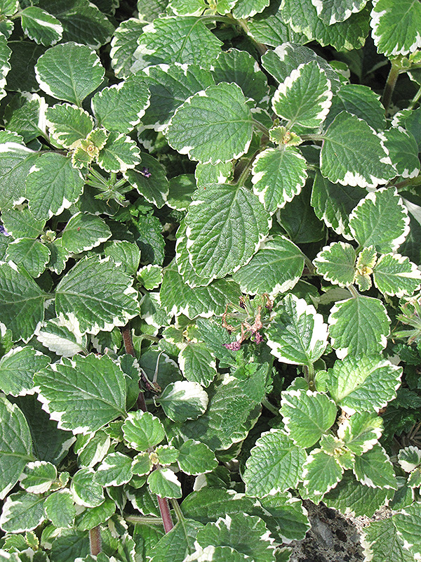 Swedish Ivy (Plectranthus forsteri 'Marginatus') at Longfellow's Greenhouses