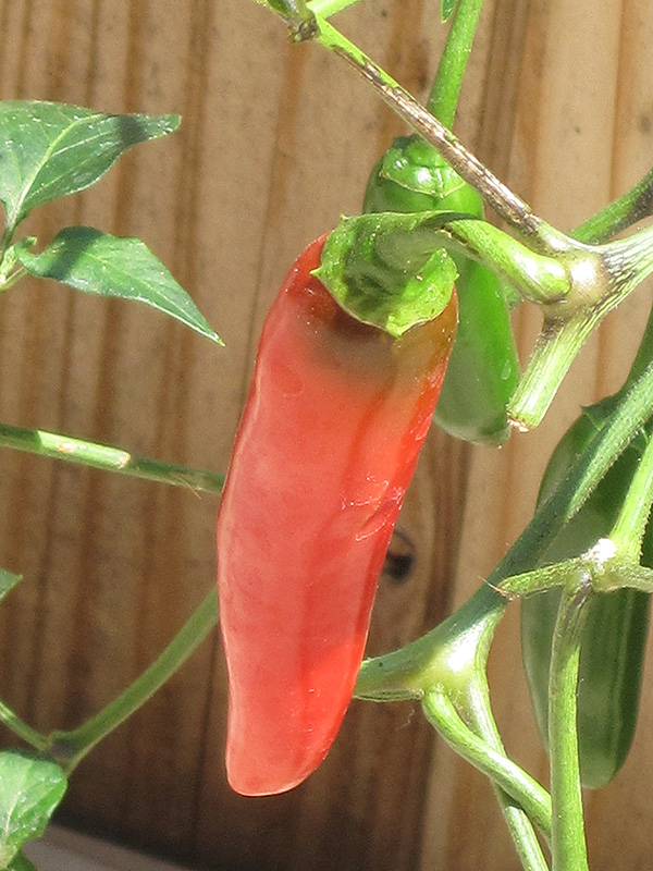 Serrano Hot Pepper (Capsicum annuum 'Serrano') at Longfellow's Greenhouses