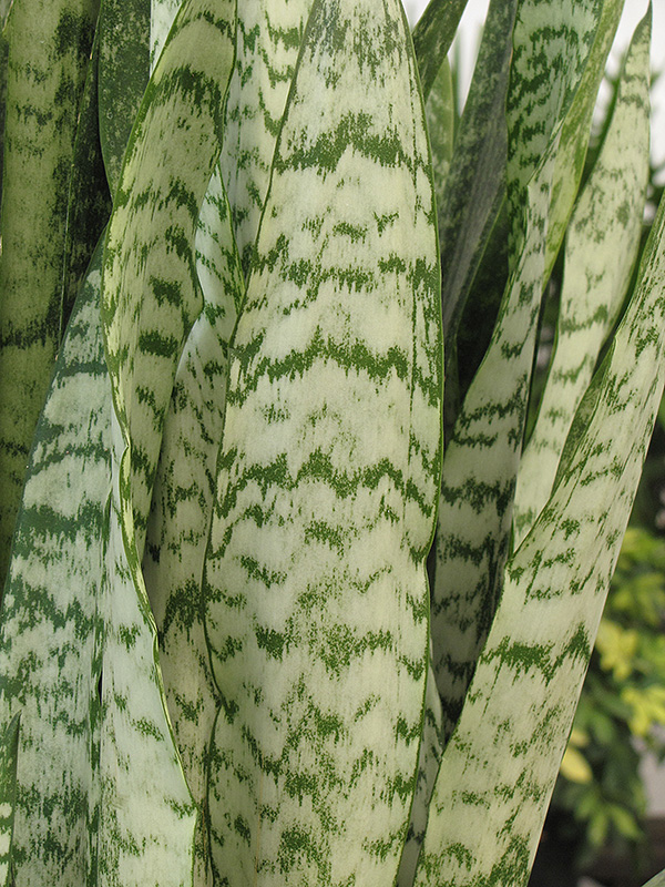 Ceylon Bowstring Hemp (Sansevieria zeylanica) at Longfellow's Greenhouses
