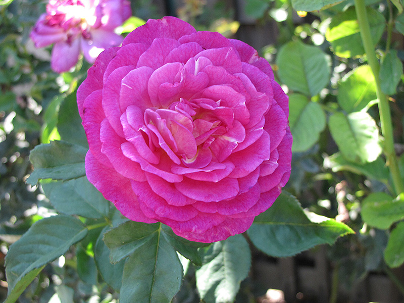 Outta The Blue Rose (Rosa 'Outta The Blue') at Longfellow's Greenhouses