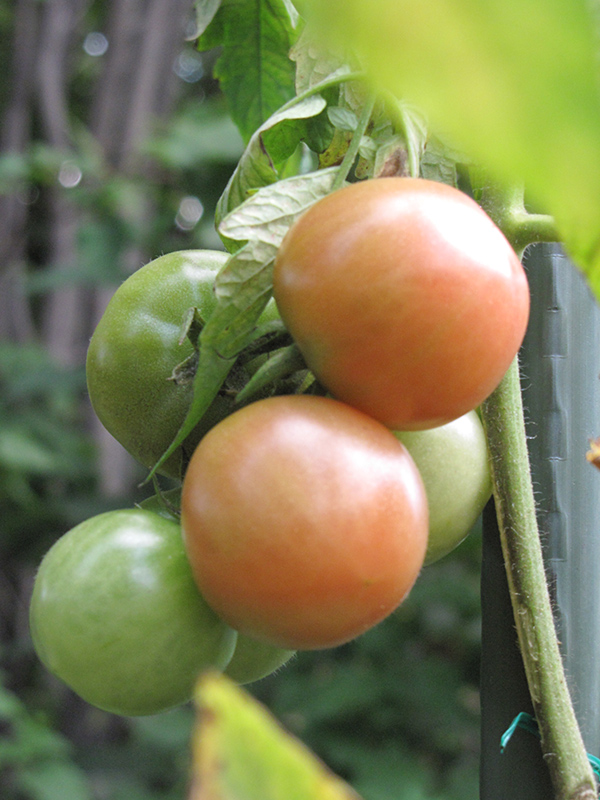 Better Boy Tomato (Solanum lycopersicum 'Better Boy') at Longfellow's Greenhouses