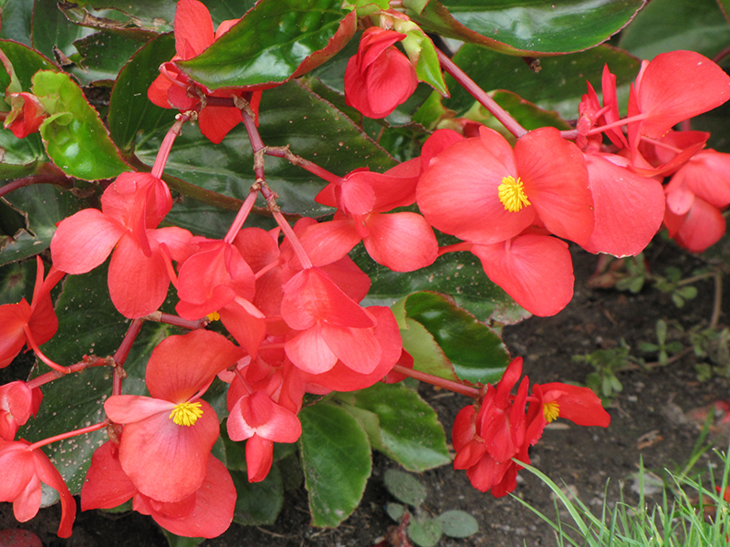 Dragon Wing Red Begonia (Begonia 'Dragon Wing Red') at Longfellow's Greenhouses