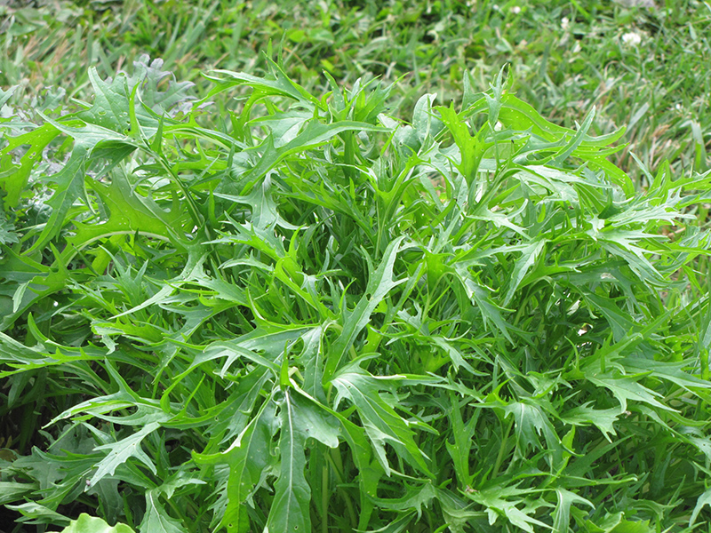 Arugula Roquette - Eruca sativa